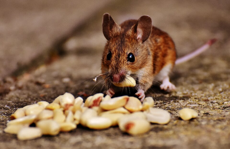 Mammal nager nature