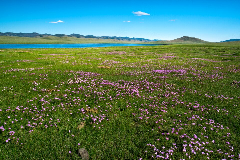 Landscape bogart village spring