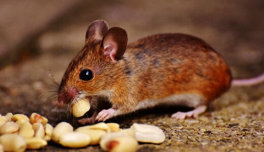 Mammal nager nature