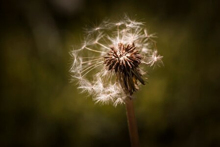 Nature close up flower photo