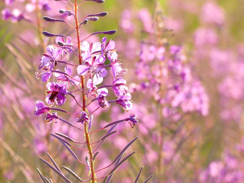 Violet meadow nature