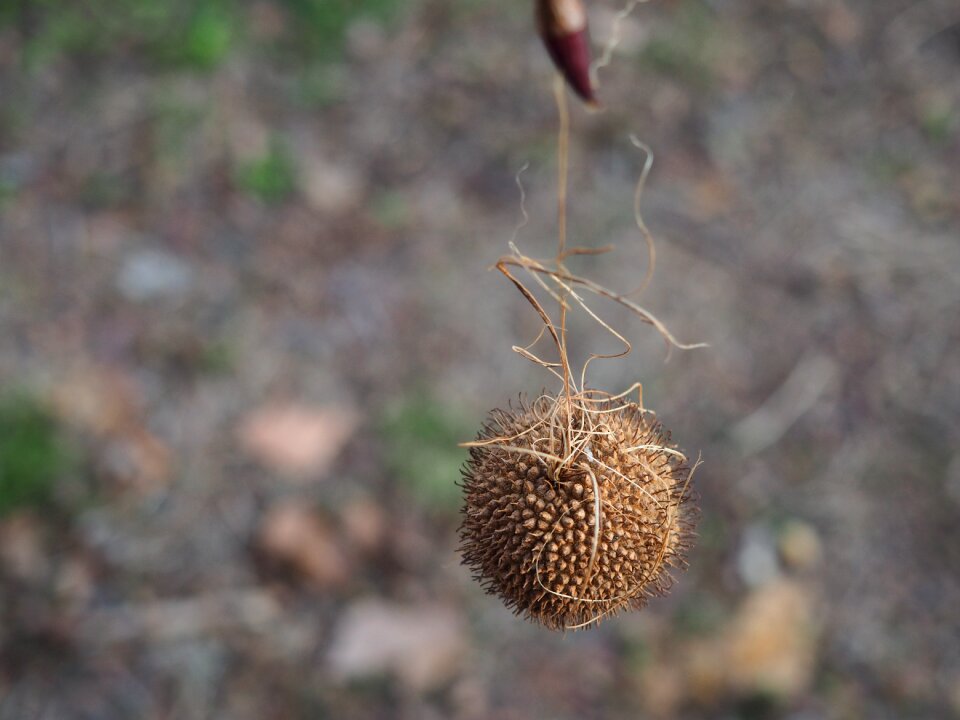 Nature branch branches