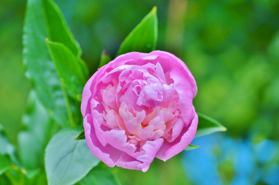 Pink blossom bloom