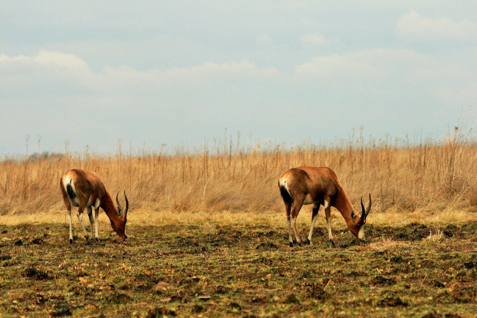 Game wildlife red