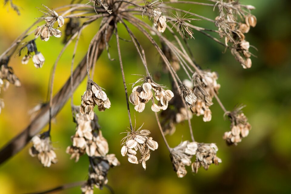 Plant close up faded