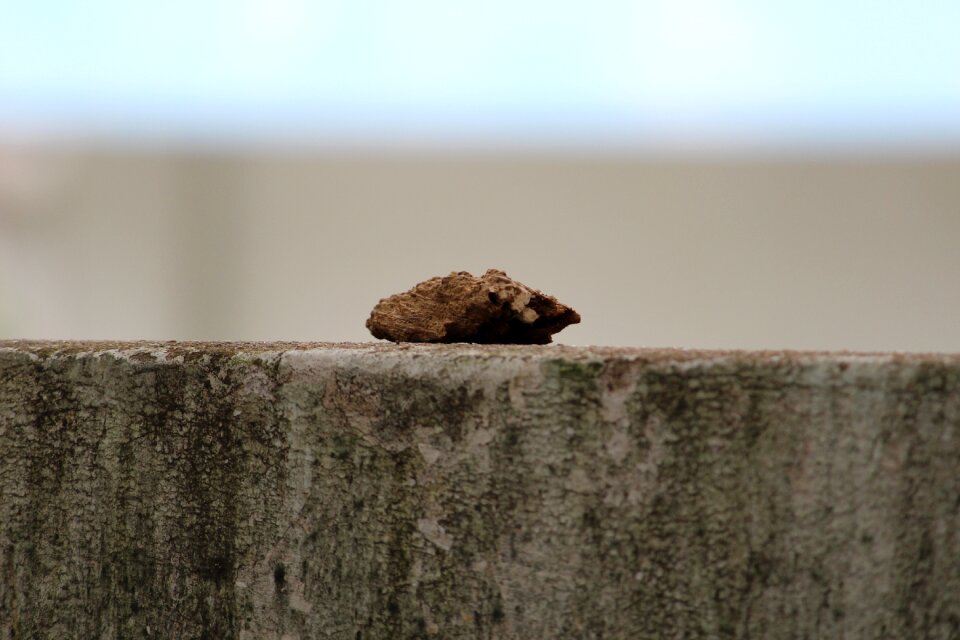 Wood piece alone brown alone