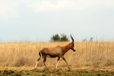 Game wildlife red