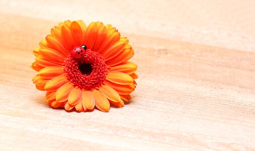 Flower blossom bloom