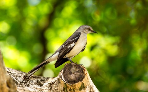 Grey sings mockingbird