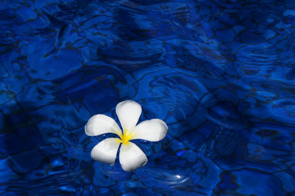 Plant plumeria flowers
