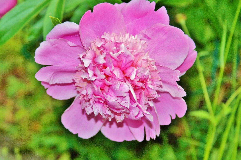 Pink blossom bloom