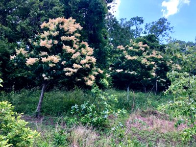Flowering Trees, Eden Park, Walnut Hills, Cincinnati, OH 