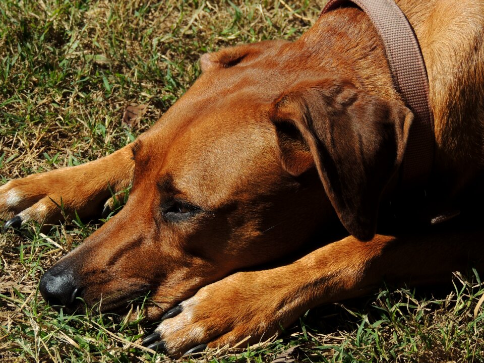 Canine mammal nature
