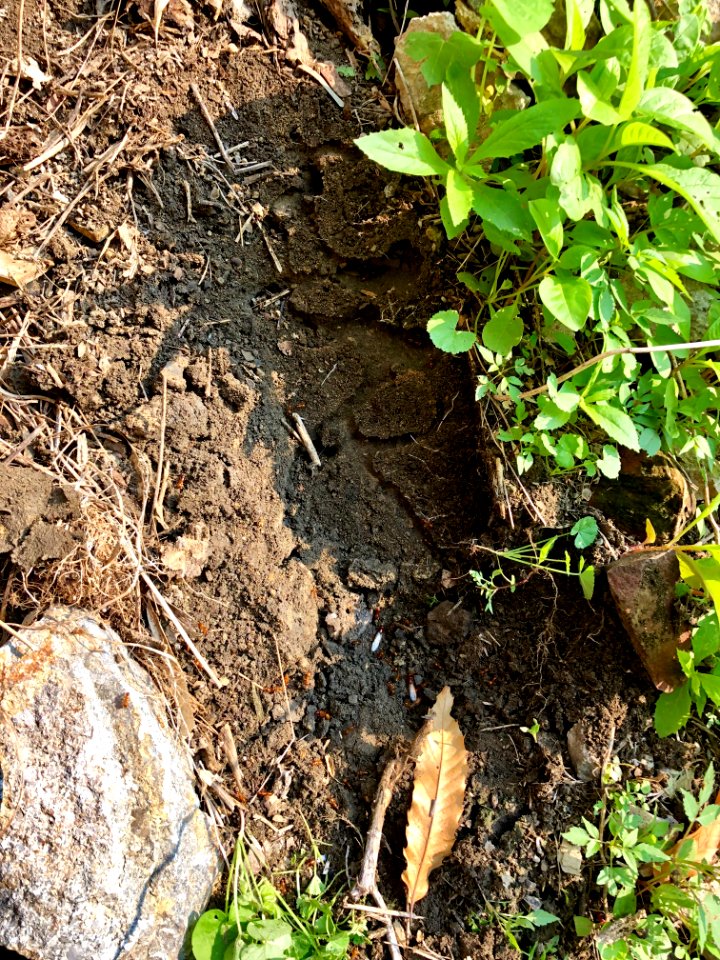 Ant Nest, Bolivar Alley, Pendleton, Cincinnati, OH 