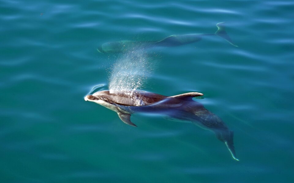 New zealand north island sea animals