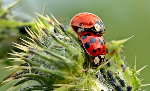 Pairing lucky charm summer