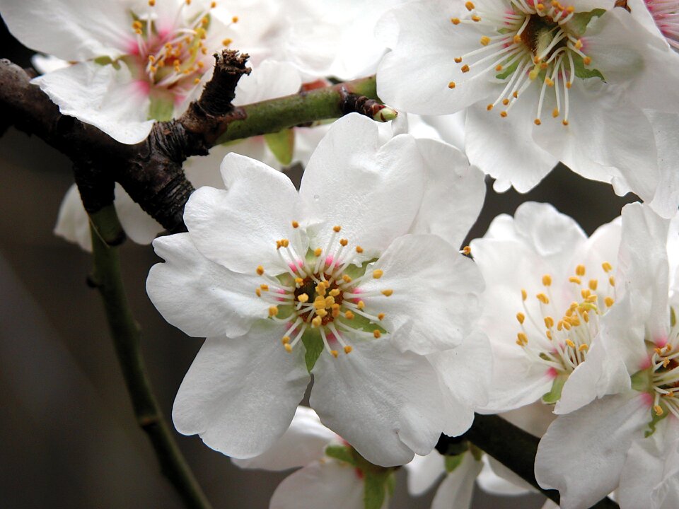 Nature white tree