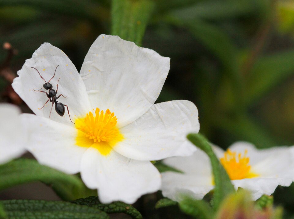 Ant cistus flowers