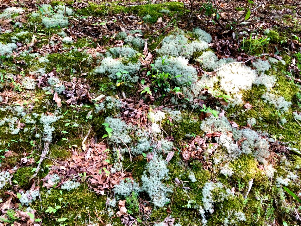 Ground Lichen, Bryson City, NC 