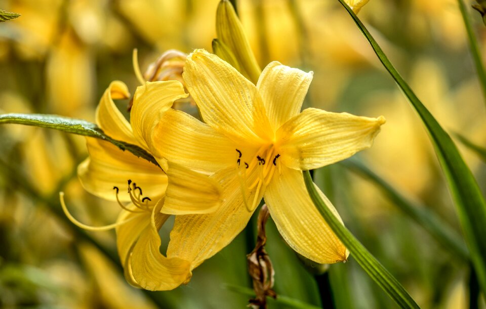 Summer sunny bloom