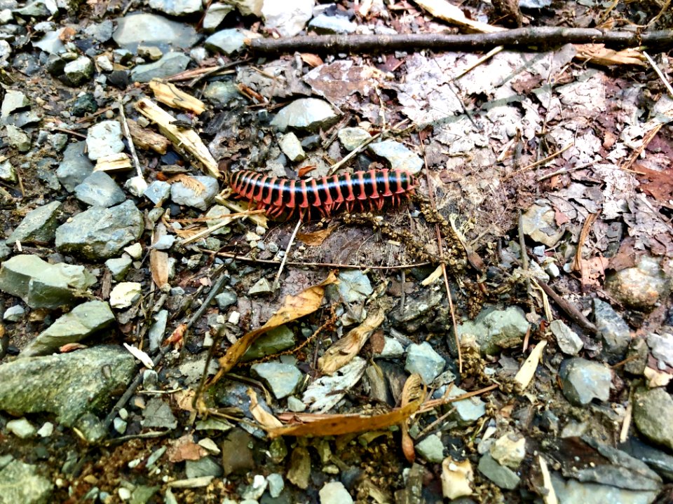 Millipede, Little Cataloochee Trail, Little Cataloochee, N… 