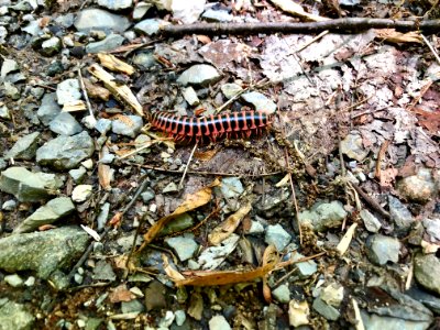 Millipede, Little Cataloochee Trail, Little Cataloochee, N… 