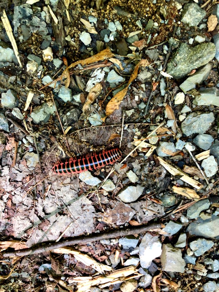 Millipede, Little Cataloochee Trail, Little Cataloochee, N… 