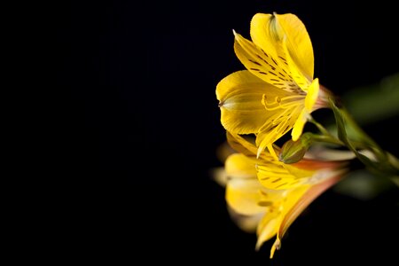 Macro flora petal photo