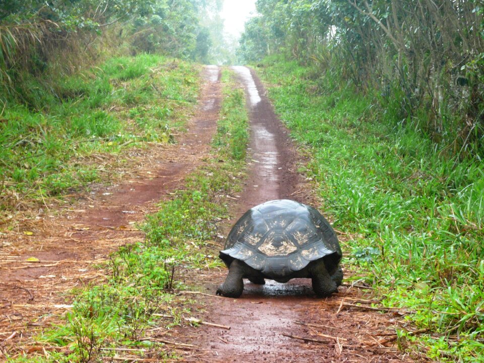 Solitude path giant tortoise