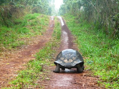 Solitude path giant tortoise