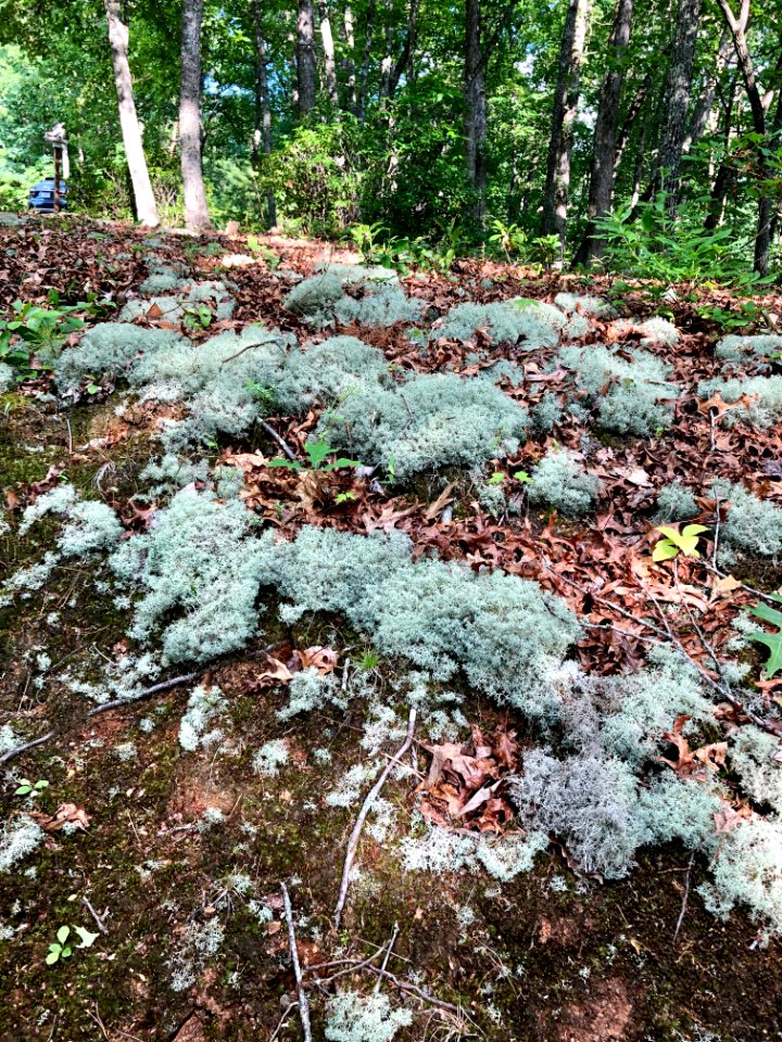 Ground Lichen, Bryson City, NC 