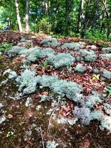 Ground Lichen, Bryson City, NC 
