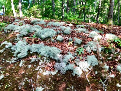 Ground Lichen, Bryson City, NC 