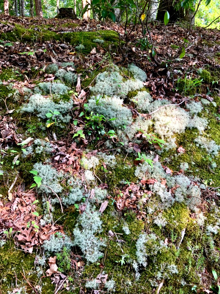 Ground Lichen, Bryson City, NC 