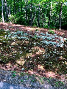 Ground Lichen, Bryson City, NC 