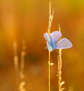 Insect wings blue