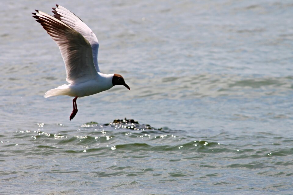 Flying wing feathers water bird