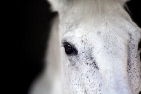 Barn animal nature photo