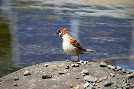 Wild birds wild animal pond photo