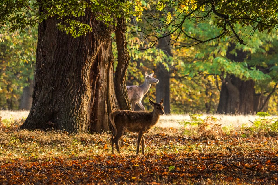 Trees windsor england