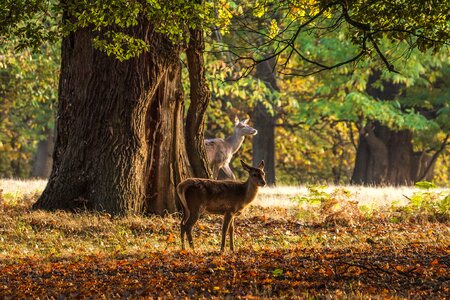 Trees windsor england