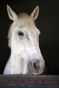 Barn animal nature photo