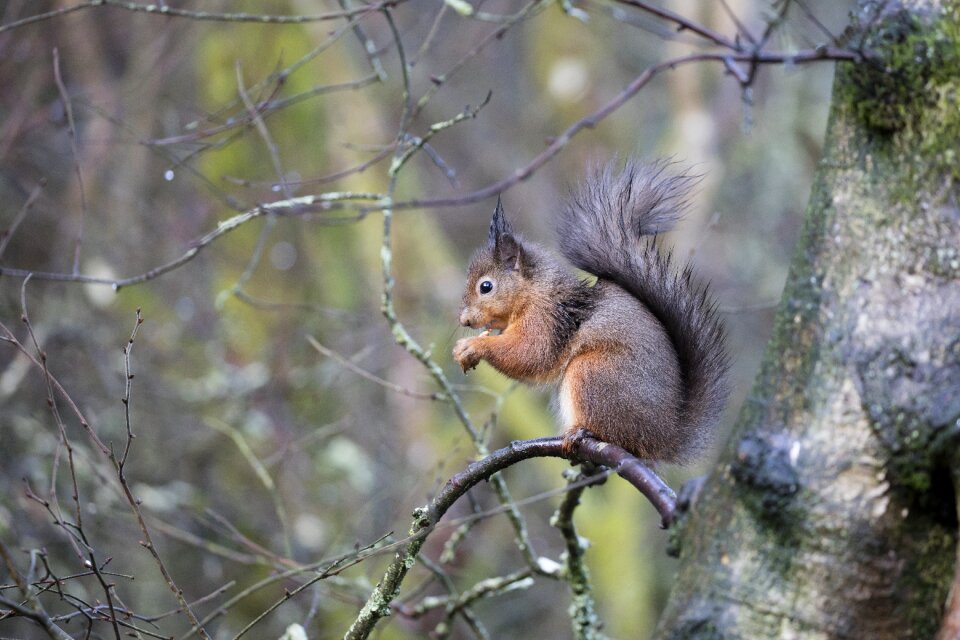 Animal sciurus vulgaris