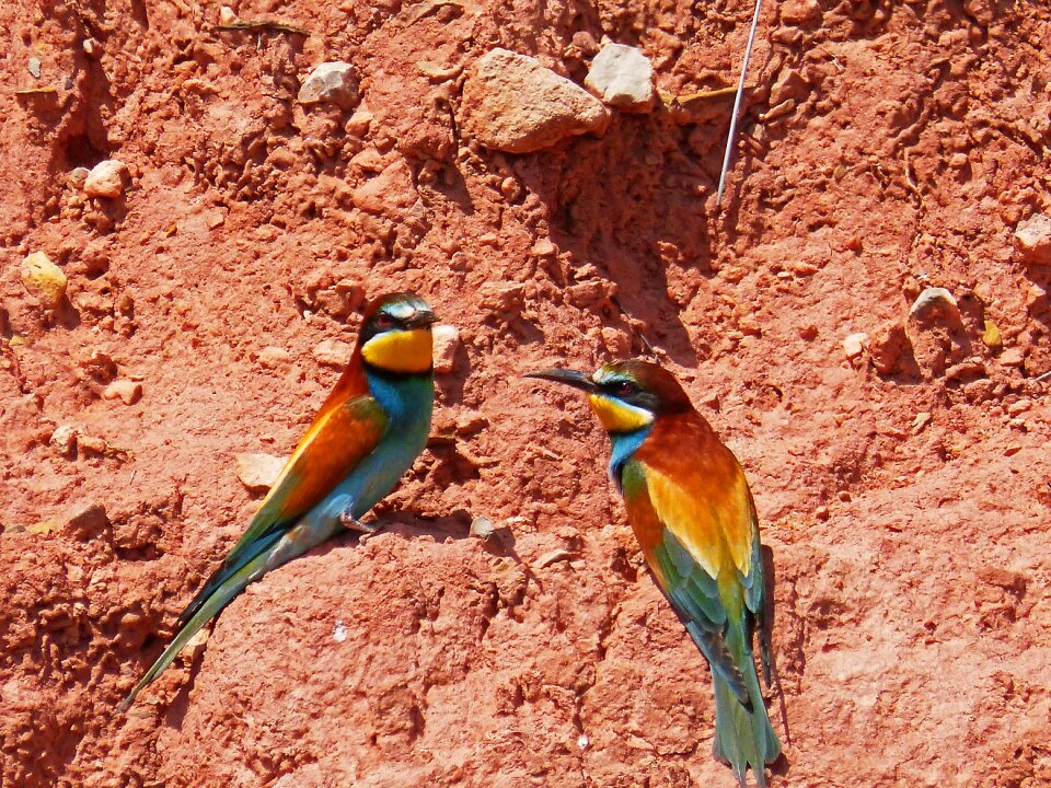Colorful mud wall nest