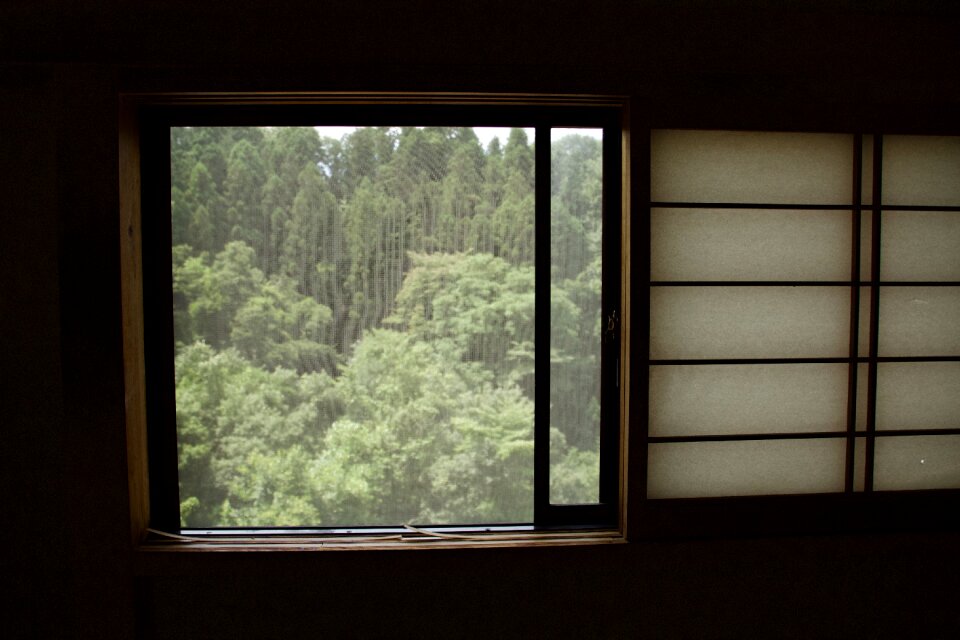 Indoors inside pine trees