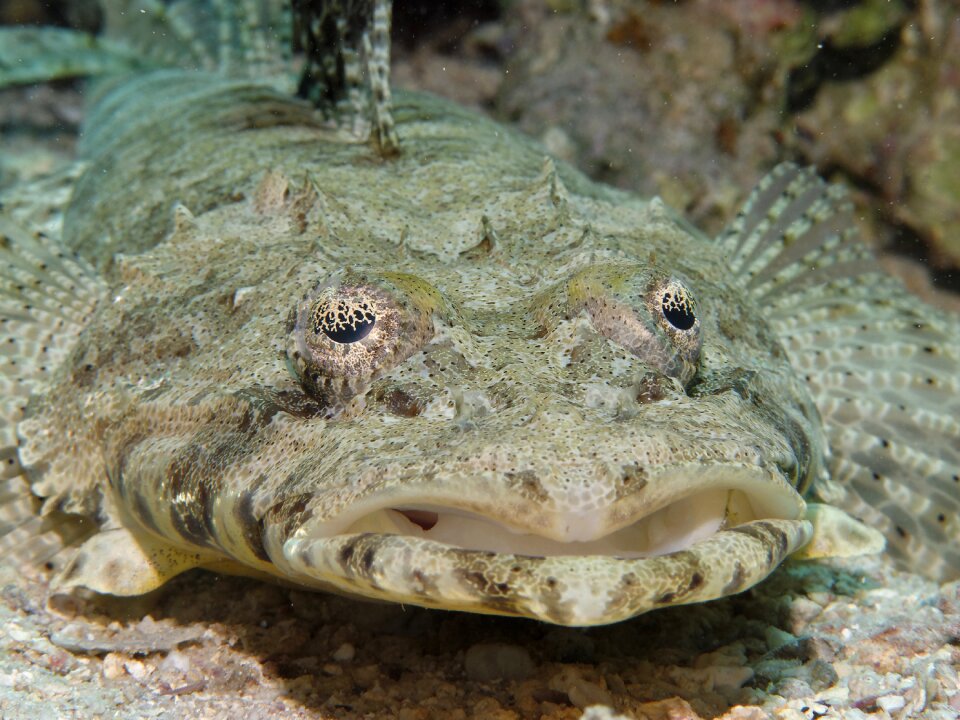 Diving underwater world sea