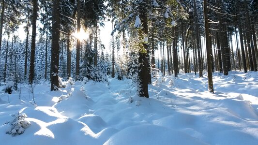 Snow landscape trees sunbeam