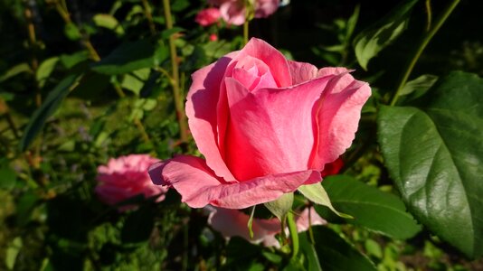 Rose bloom rose blooms blossom