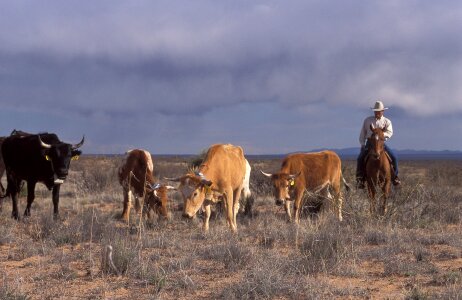 Cowboy farm ranch photo