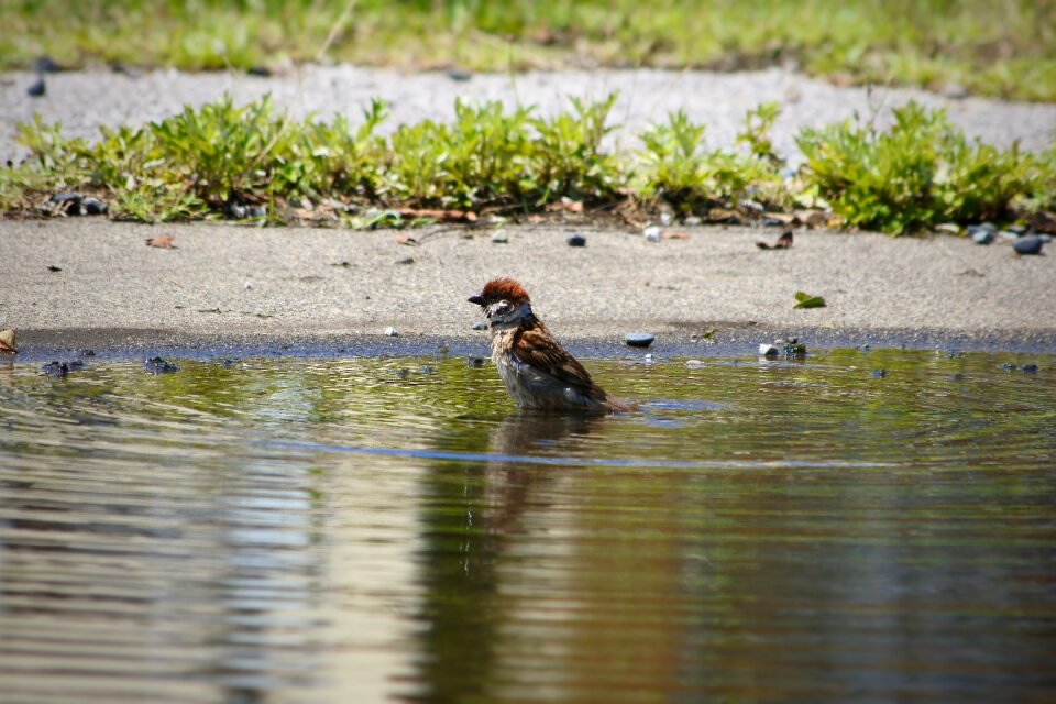 Wild birds wild animal pond